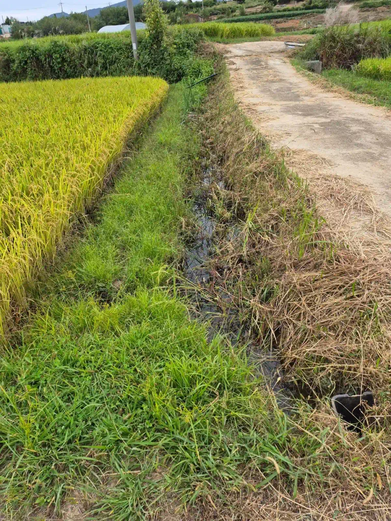 Small agricultural water channel beside a rice field in the Korean countryside