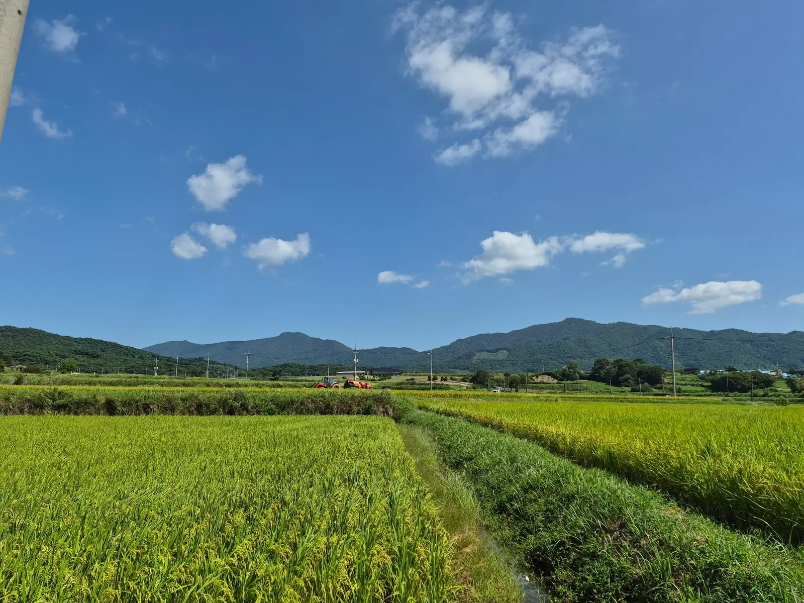 Rice fields beginning to turn golden under a blue autumn sky in rural Korea