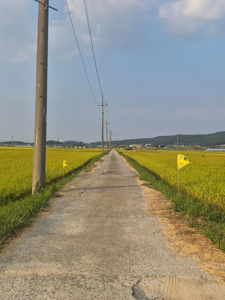 Narrow farm road between eco-friendly rice fields in rural Yeonggwang, South Korea