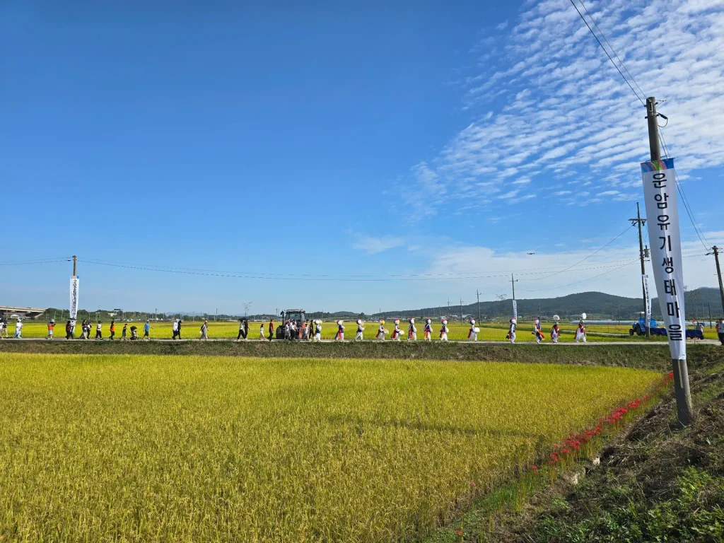 Local residents following a pungmul group through golden rice fields at a rural harvest festival in Korea