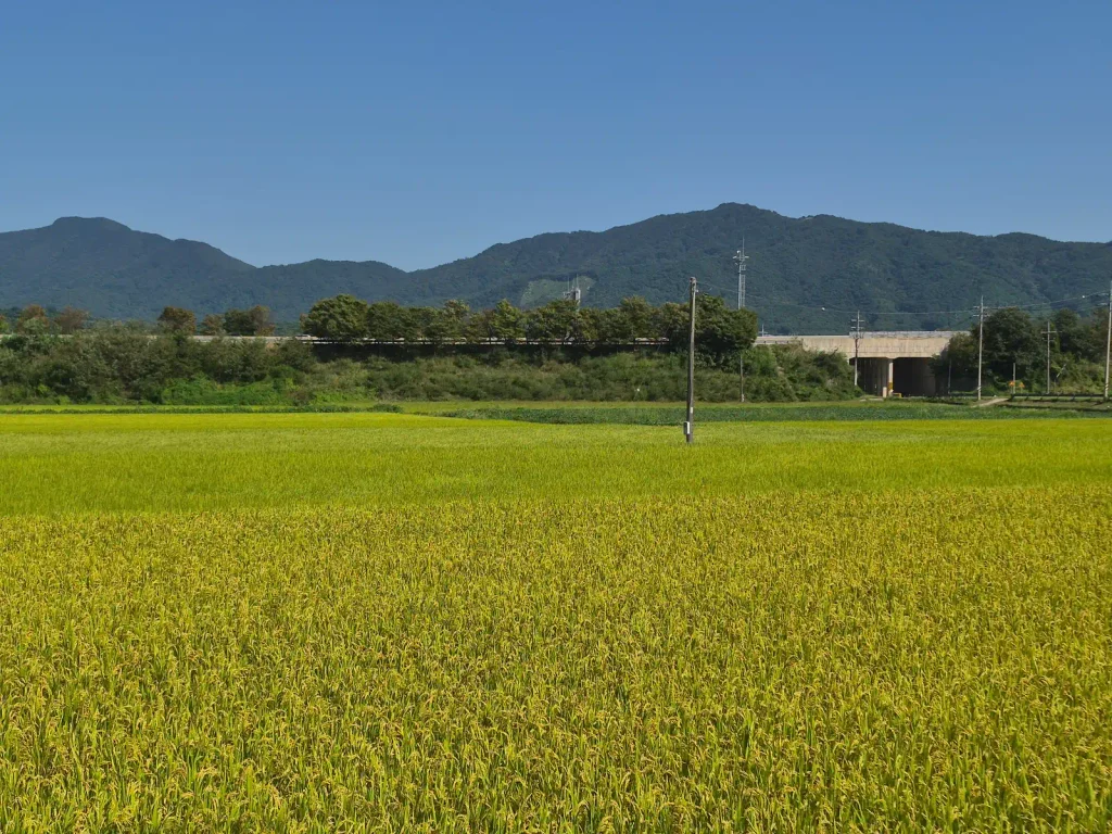Wide rice fields turning yellow and golden before the autumn harvest in rural Korea