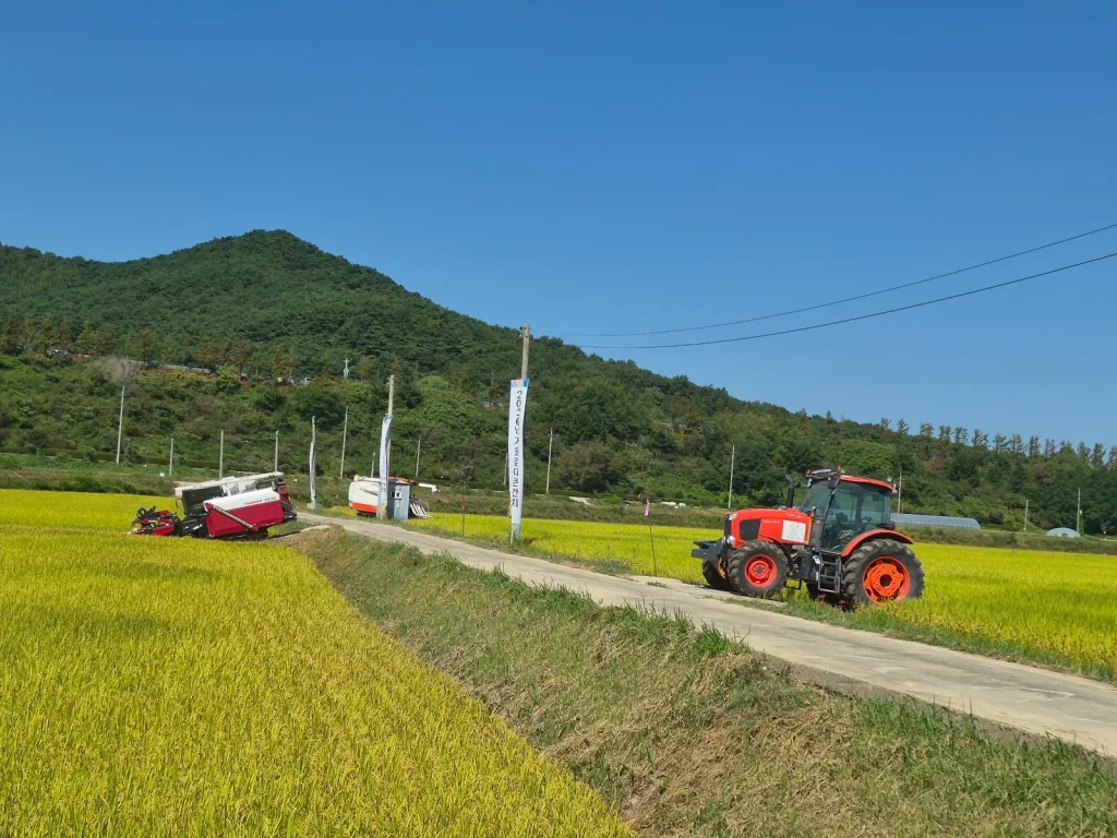 Tractor and rice harvesting machinery beside golden rice fields during a rural Korean harvest festival