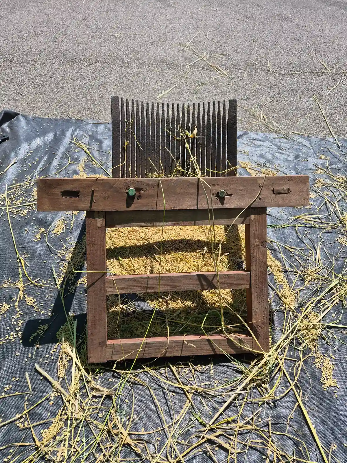 Traditional Korean holtae used to strip rice grains from harvested stalks