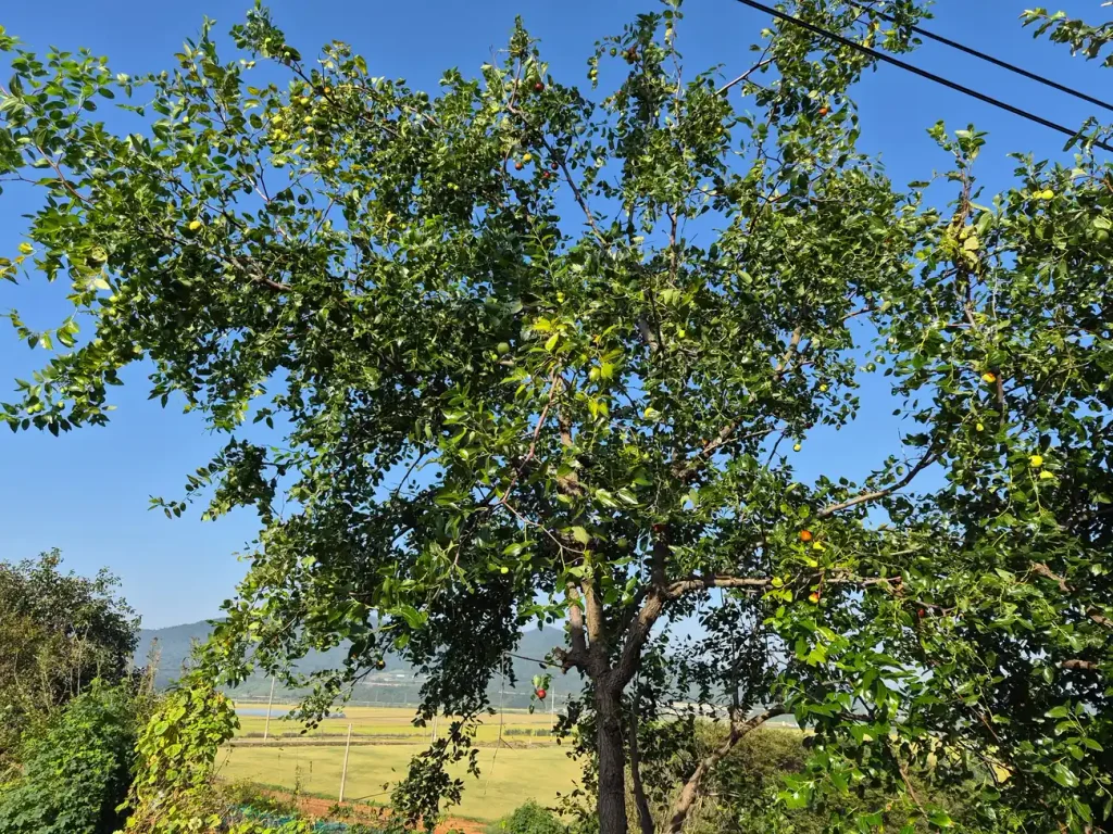Large jujube tree beside a home overlooking rice fields in rural Korea