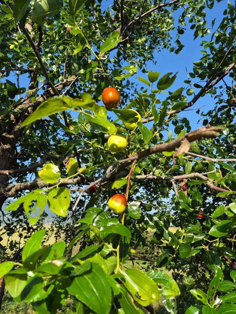 Green and reddish jujubes ripening on a tree in rural Korea