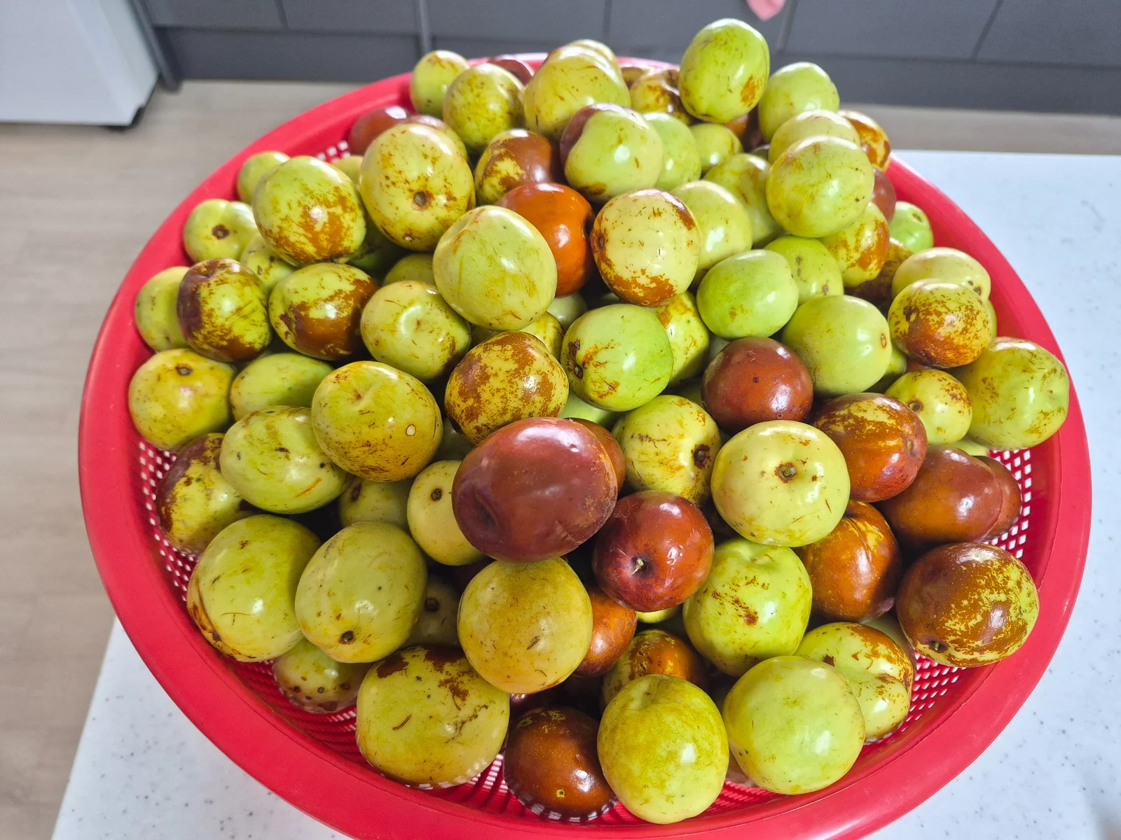 Fresh Korean jujubes harvested from a tree in front of our home in rural Korea