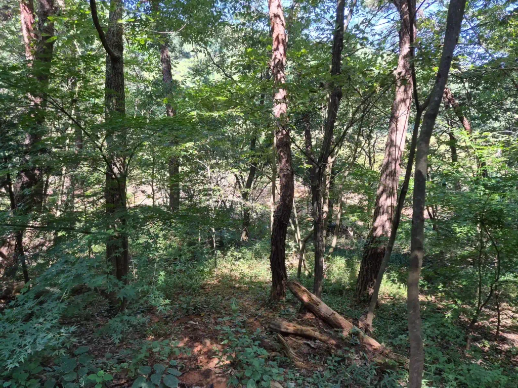 Dense woodland inside Mulmusan Happy Forest in rural Yeonggwang, Korea