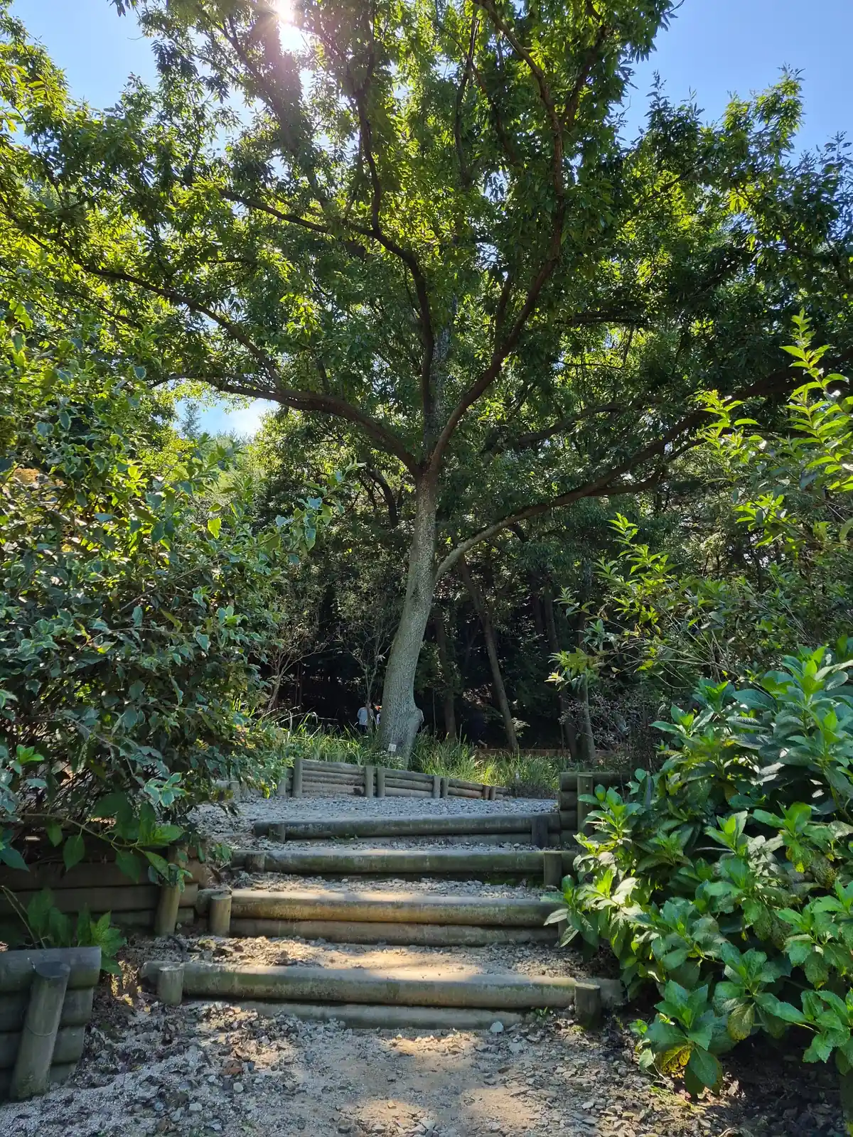 Forest steps leading beneath a large tree in Mulmusan Happy Forest in Yeonggwang, Korea