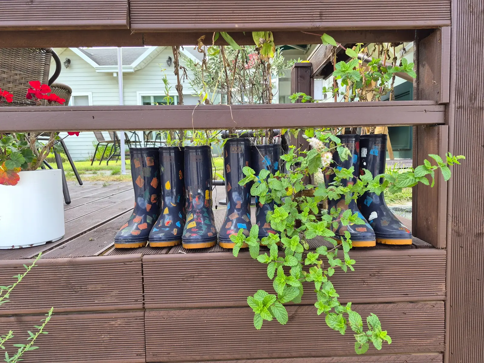 Old rain boots reused with plants in a rural area of South Korea