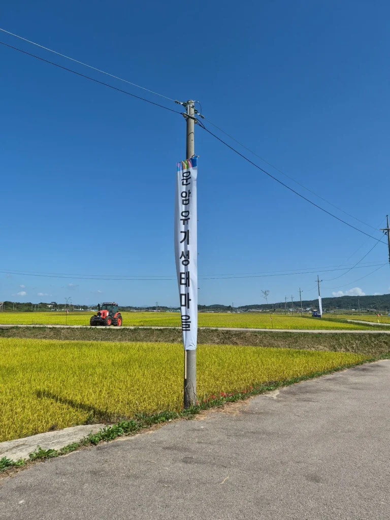 Golden autumn rice fields and a harvest festival banner beside a rural road in Myoryang, South Korea