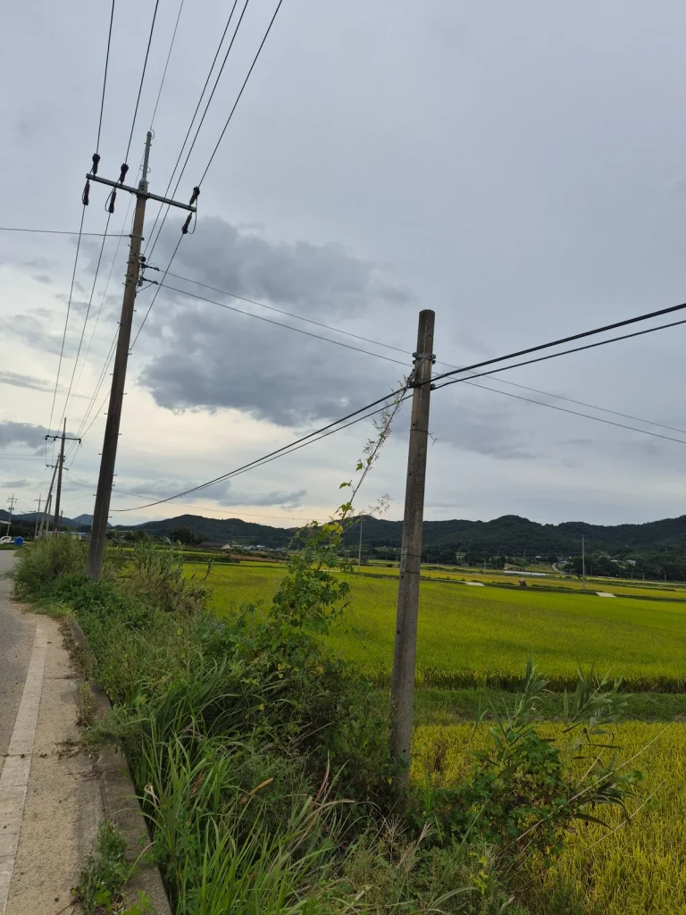 Overhead power lines and utility poles beside rice fields in the Korean countryside