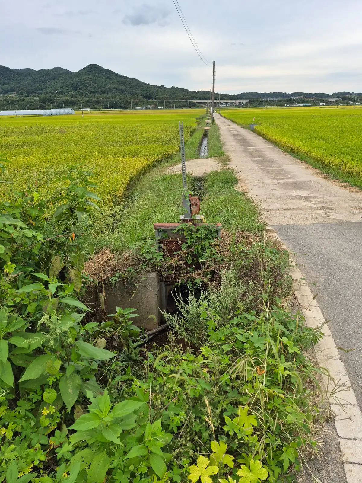 Agricultural water channel running beside rice fields and a farm road in rural South Korea