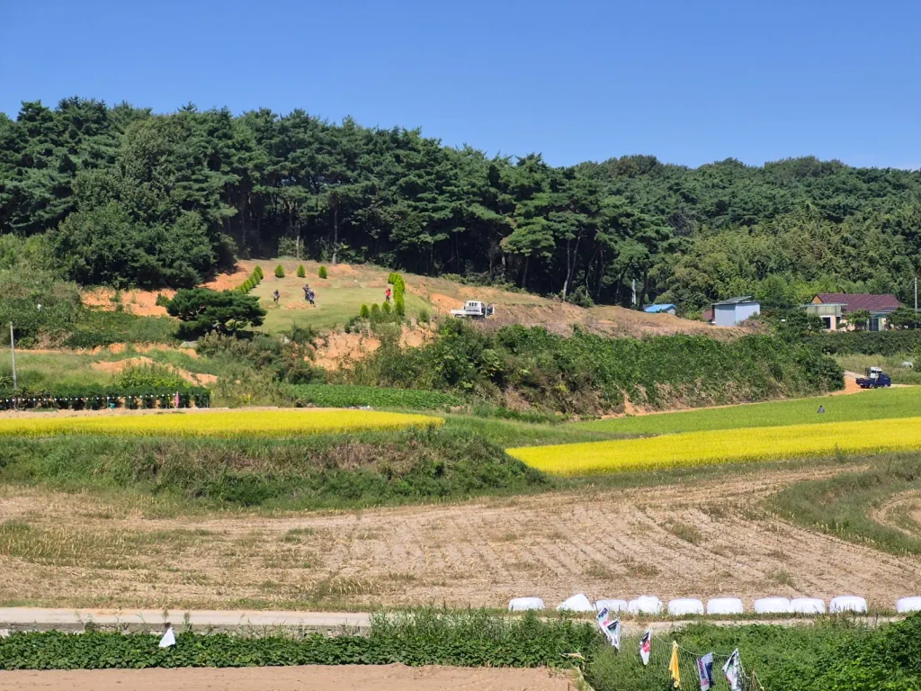 Harvested farmland beside yellow rice fields during autumn in rural Korea