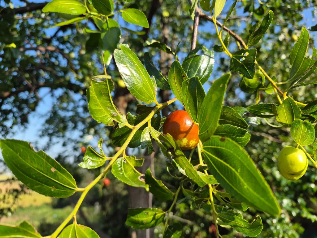 Reddish-brown Korean jujube ripening among green leaves