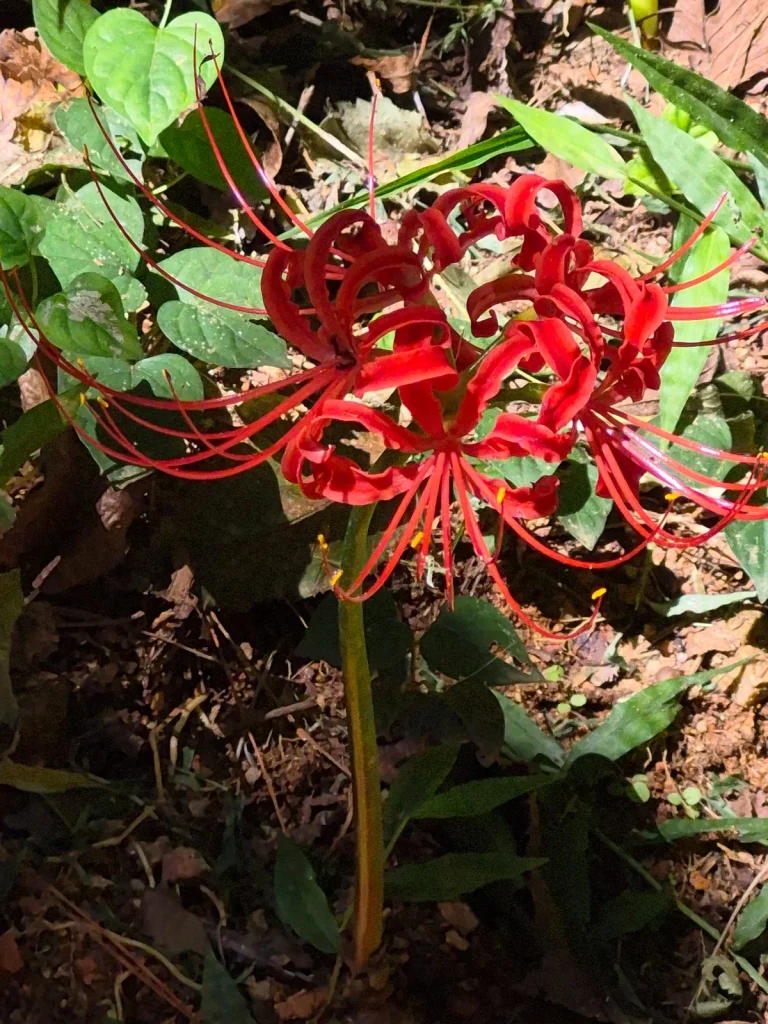 Red sangsahwa flower blooming in Mulmusan Happy Forest in Yeonggwang, Korea