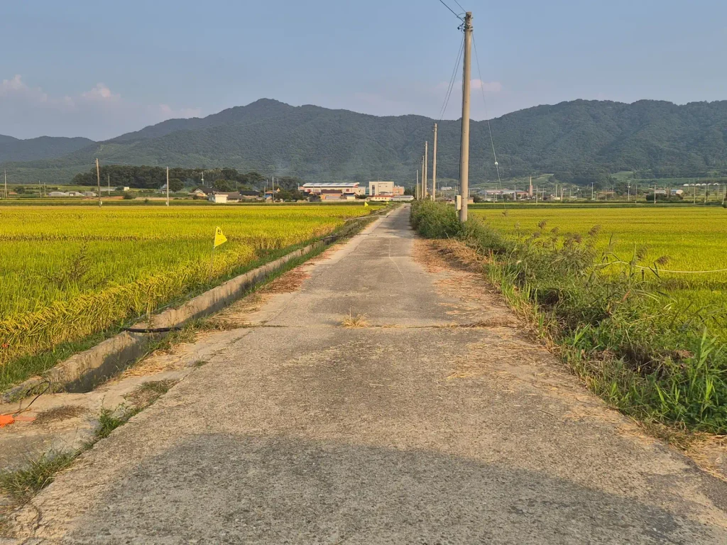 Utility poles following a narrow road through rice fields in rural Korea