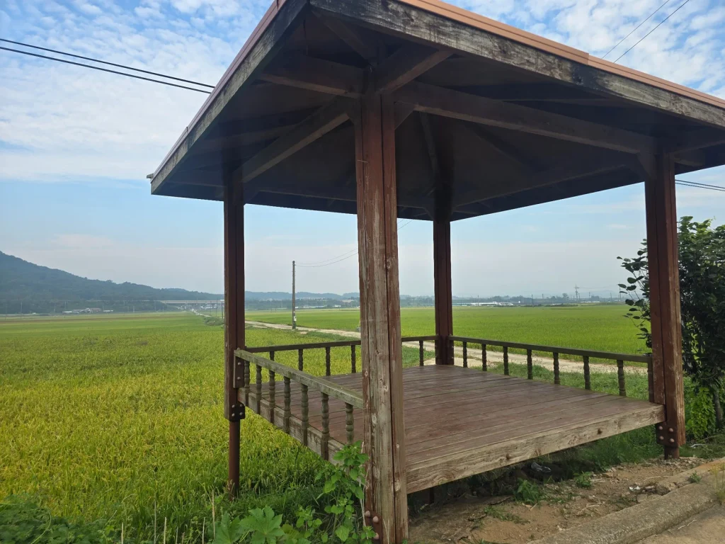 Wooden pavilion overlooking green and golden rice fields in rural Korea