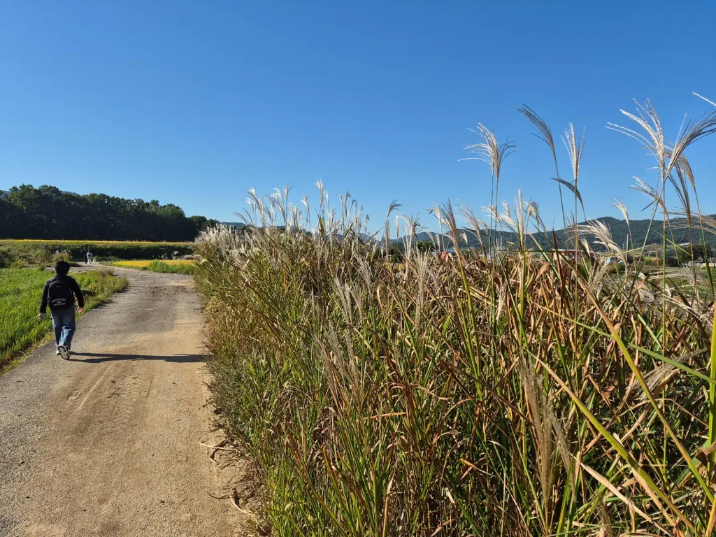 Child walking beside tall autumn grasses along a rural Korean road