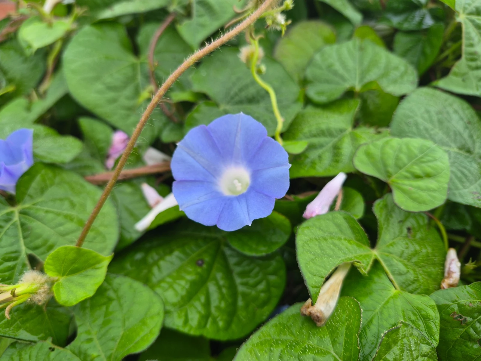 Blue morning glory blooming beside a home in rural Korea