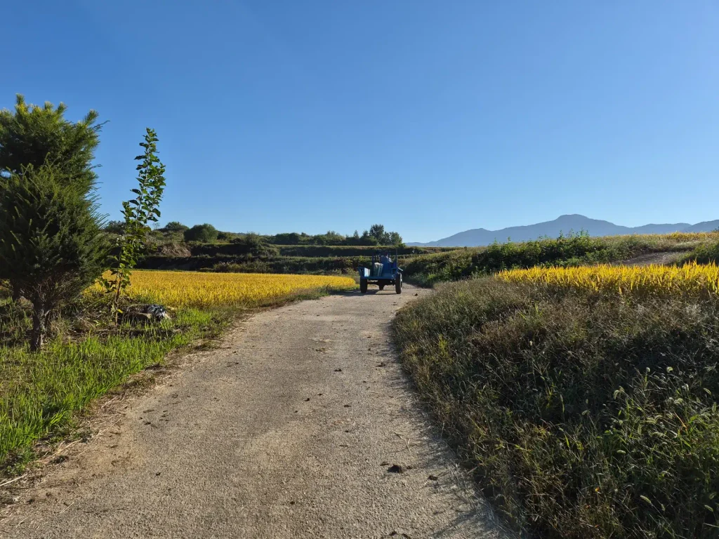 Small agricultural vehicle on a country road between golden rice fields in Korea