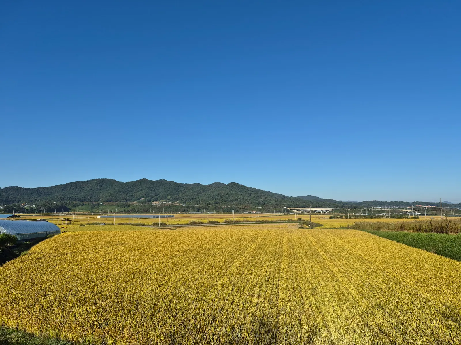 Golden rice fields with green mountains and a clear blue autumn sky in rural South Korea