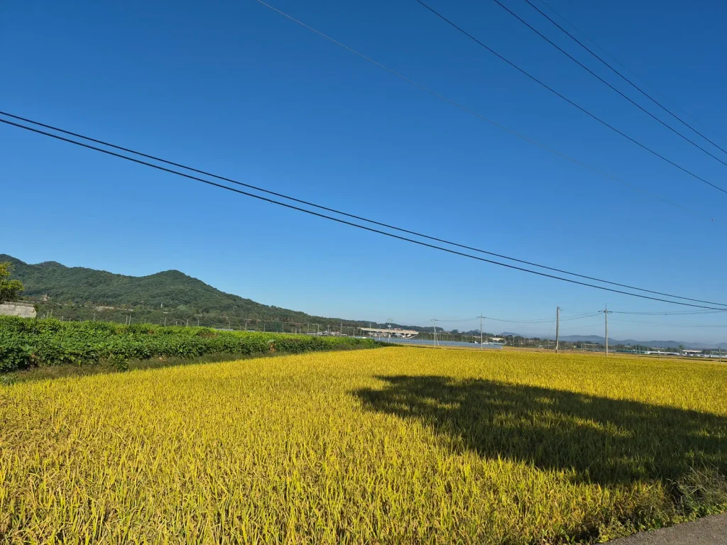 Golden rice paddy with mountains, overhead power lines, and shadows across the field in rural Korea