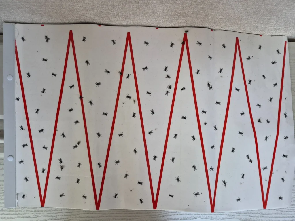 Used calendar-style sticky fly trap with red zigzag lines and numerous flies caught on its adhesive surface in rural South Korea