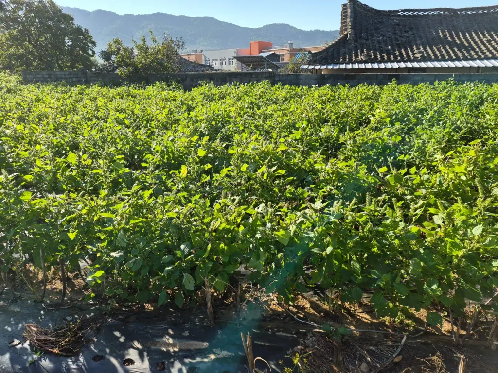 Rows of Korean perilla plants growing beside a village wall and tiled roof with mountains behind