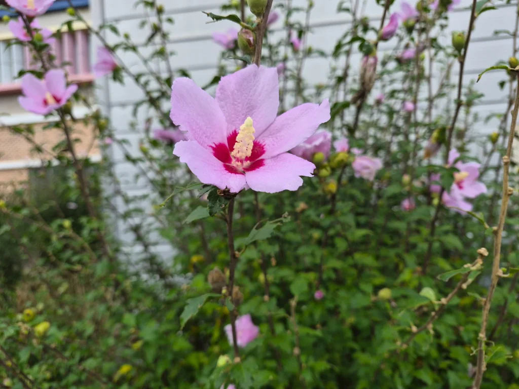 Pink mugunghwa flower blooming along the wall of a rural school in South Korea