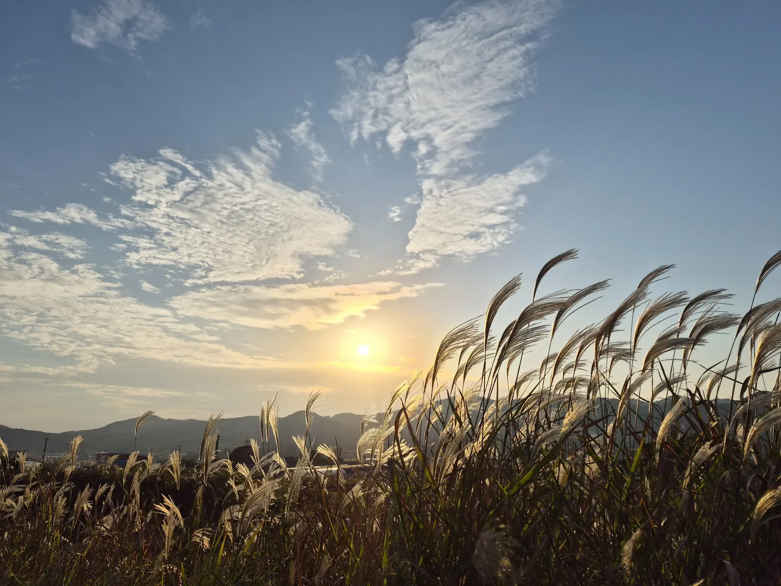 Golden autumn sunset over silver grass and fields in rural Yeonggwang, South Korea