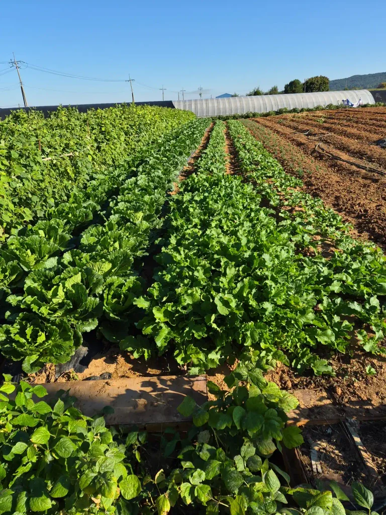 Rows of napa cabbage and young radish greens growing in an autumn vegetable field in rural South Korea