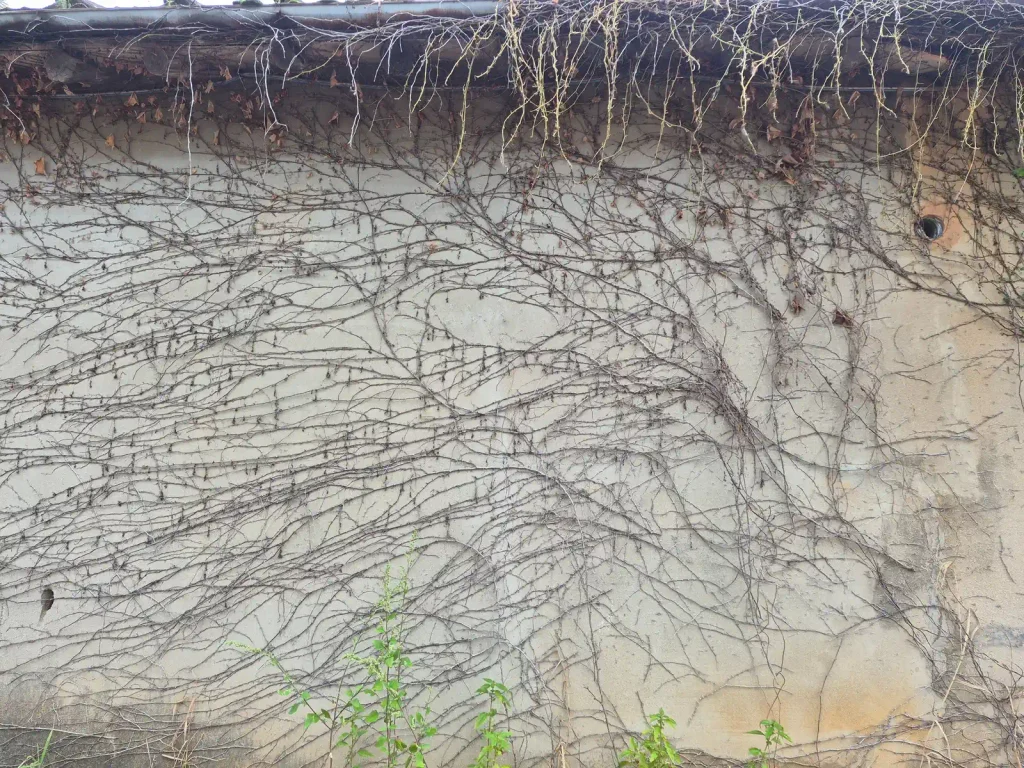 Old village wall covered with dried vines in rural Korea