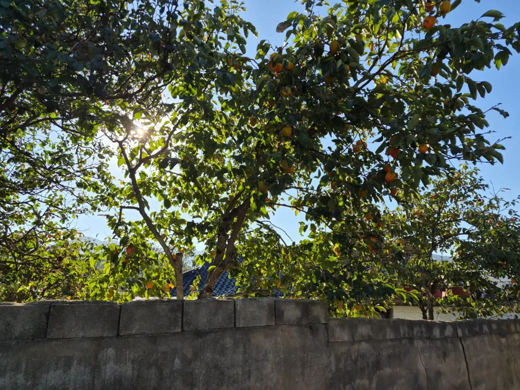 Orange persimmons hanging above a concrete village wall and tiled roof