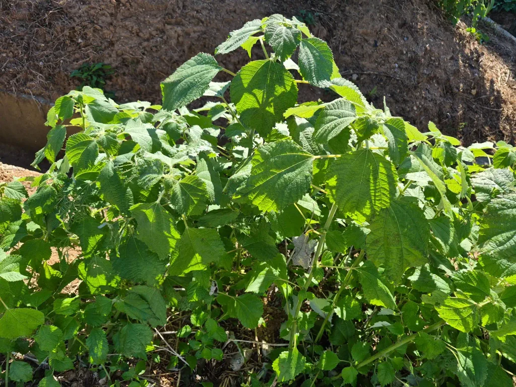 Close-up of green ramie leaves with serrated edges growing in Yeonggwang, rural South Korea