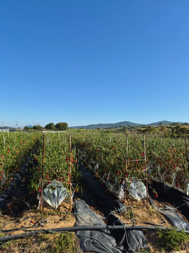 Red and green chili peppers growing in rows supported by wooden stakes in a rural Korean field
