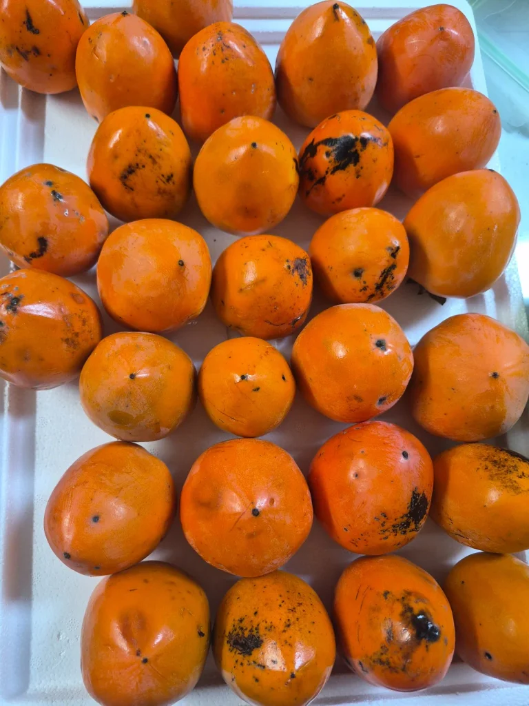 Freshly picked Korean persimmons given by a neighbor and waiting to ripen into hongsi