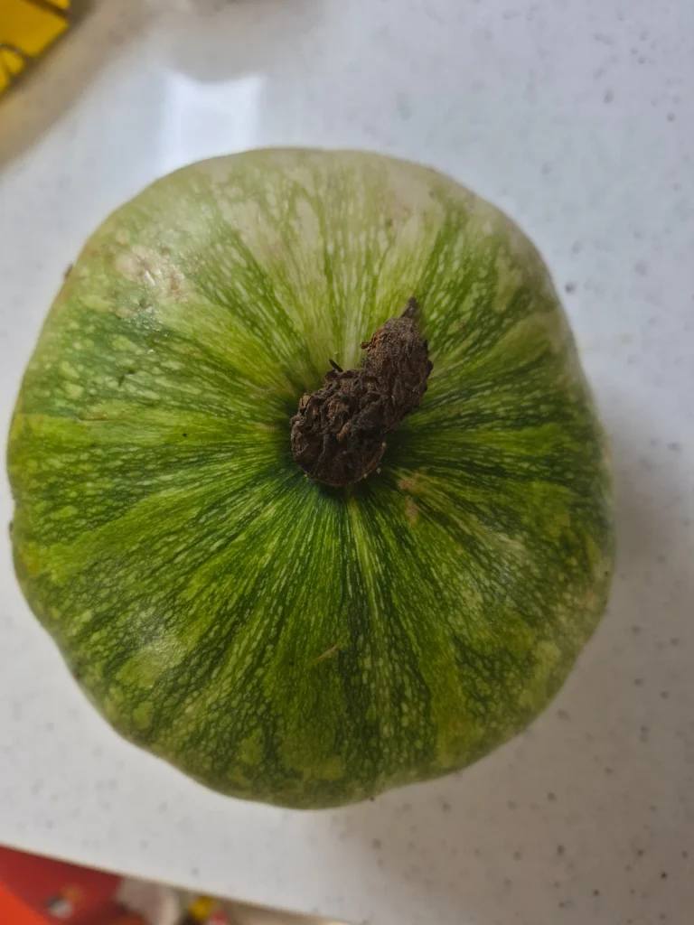 Fresh green Korean zucchini shared by an elderly neighbor from her vegetable garden