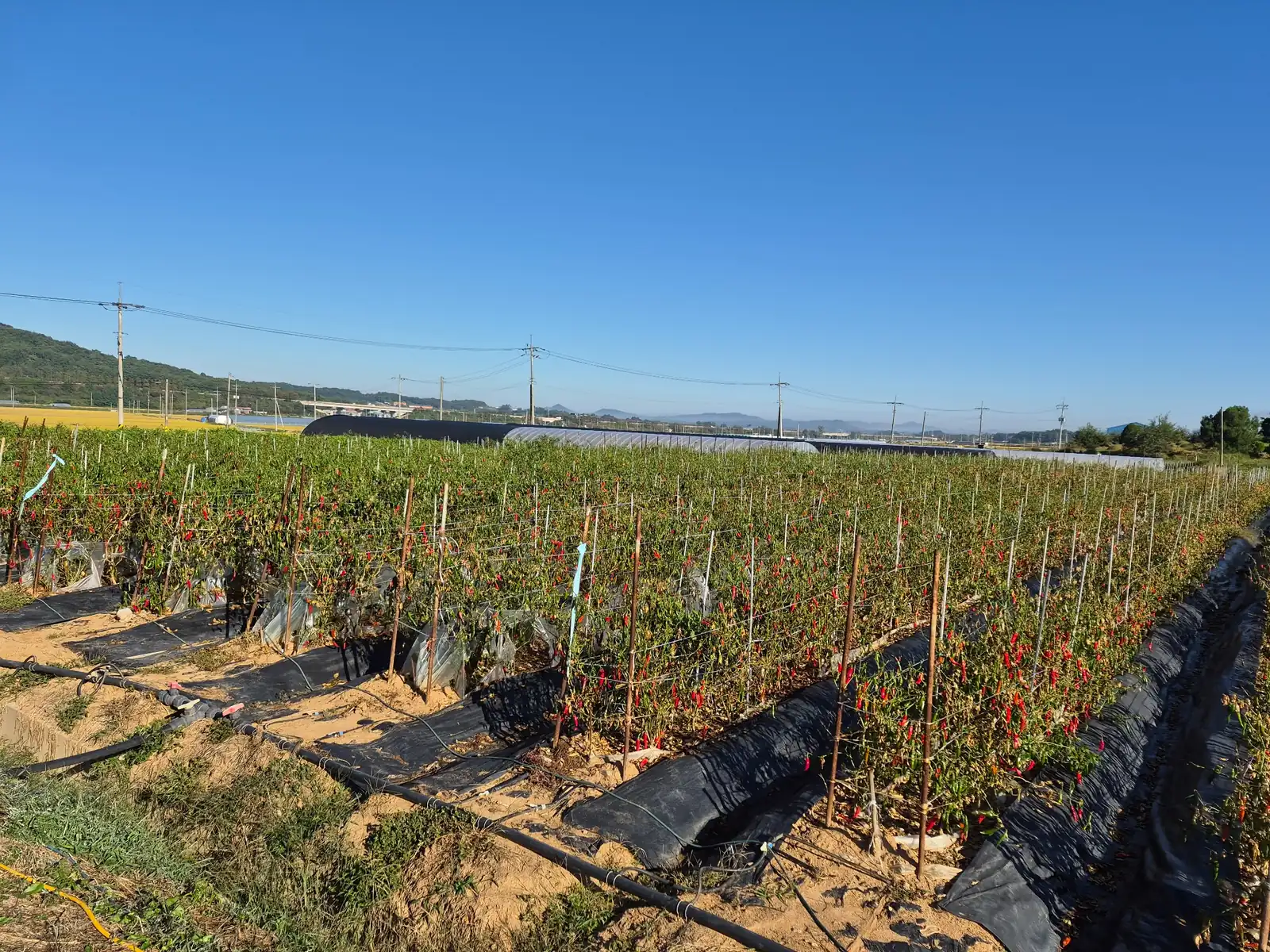 Rows of red and green chili pepper plants growing across a large field under a clear blue sky in rural South Korea