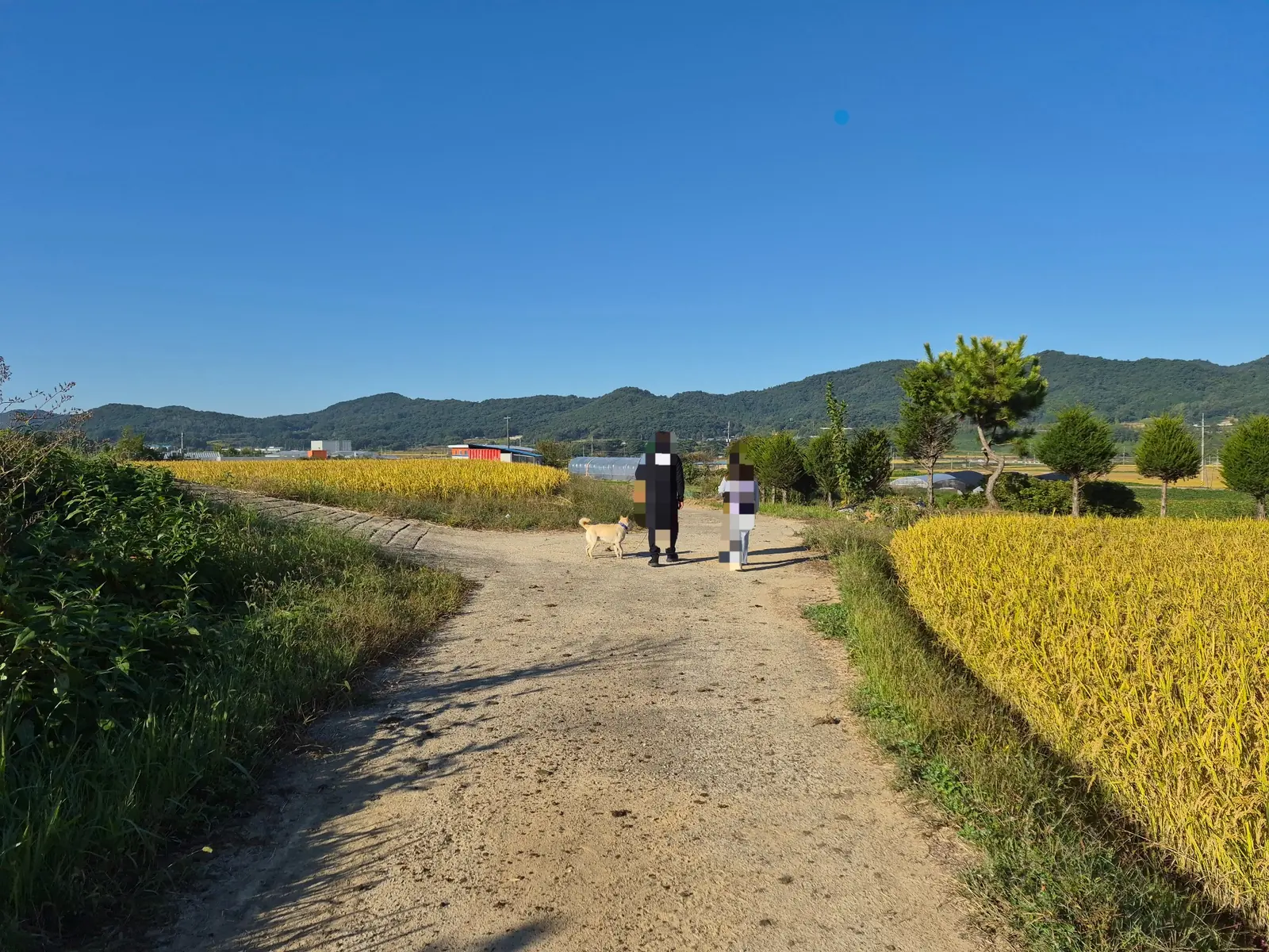 Children walking along a country road between golden rice fields in rural South Korea