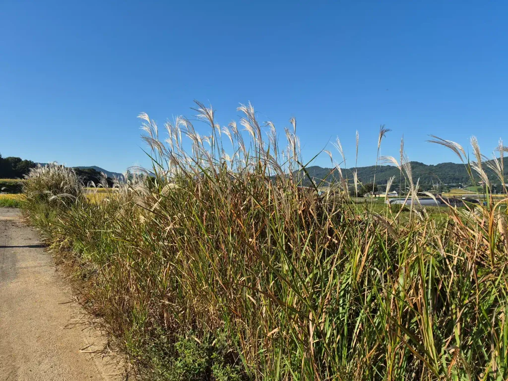 Tall silver grass growing beside a countryside road in autumn