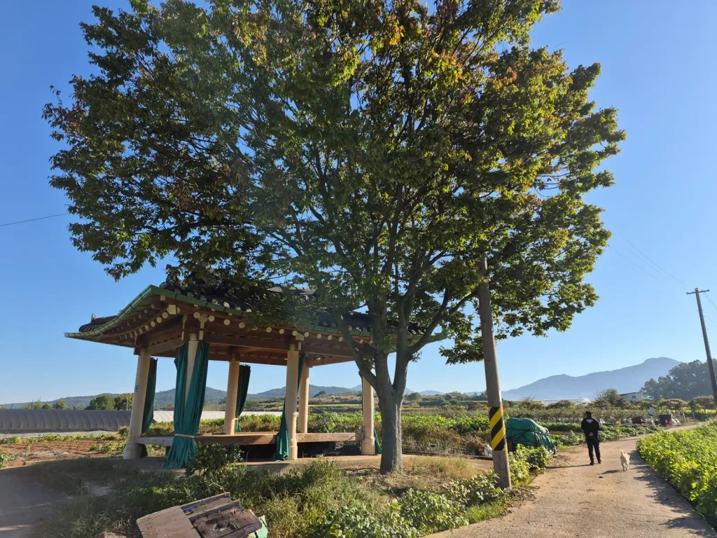 Korean-style wooden pavilion beside a large tree surrounded by farmland